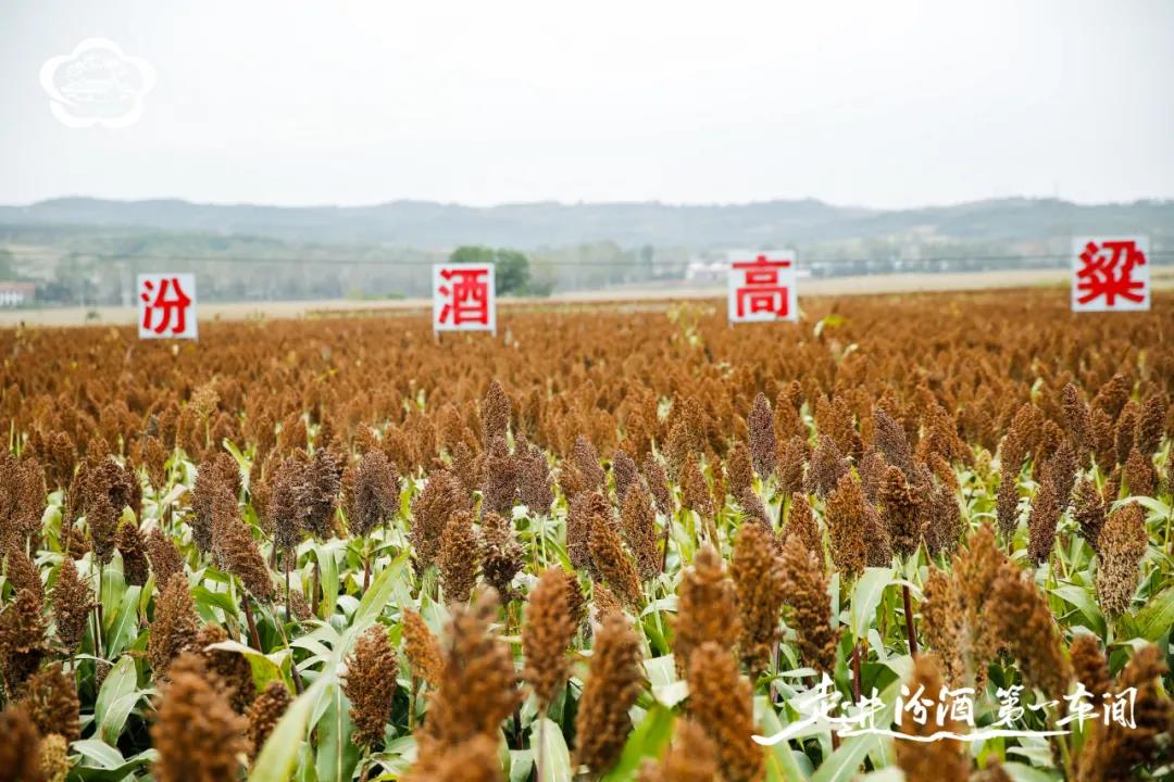 从一粒种子去透视汾酒的匠心与极致