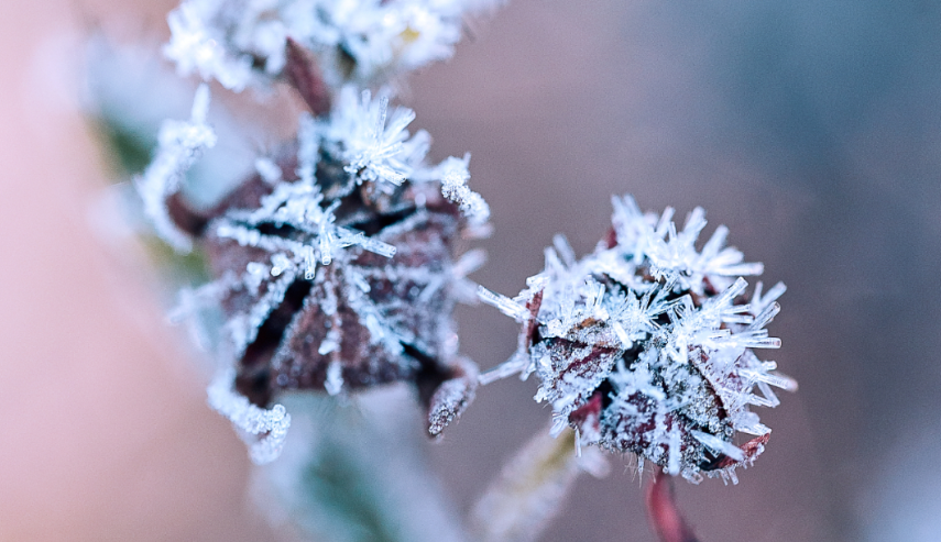 小雪｜初冬不觉寒，山谷话酒茶