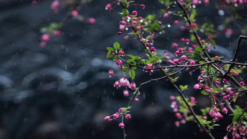 谷雨丨饮一杯酒，送一程春天