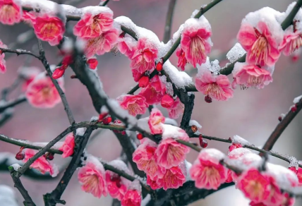 冬至 | 踏雪寻梅 温壶酒去